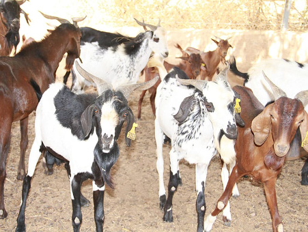 Le Bulletin mensuel du Système d’Information sur les Marchés à Bétail (SIM-Bétail) indique qu’en février 2026, le marché béninois des caprins (naines et sahéliennes) a enregistré une nette hausse, tant au niveau de l’offre que de la demande.