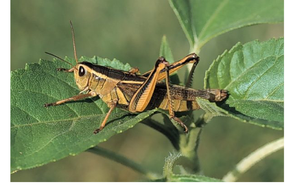 Face à la menace récurrente du criquet pèlerin sur les récoltes sahéliennes, l’UEMOA a débloqué 150 millions de FCFA le 12 mars 2026 à Niamey pour renforcer la prévention et la capacité d’intervention du Niger.