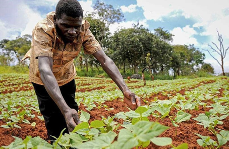 Au Nigeria, une nouvelle initiative destinée à renforcer l’entrepreneuriat agricole des jeunes a été lancé. Il s’agit d’un fonds foncier. À travers ce fonds, les autorités nigérianes, ambitionnent de former plus de six millions de jeunes Nigérians à l’agrobusiness et aux pratiques agricoles modernes.