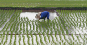 Au Bénin, la préparation de la campagne rizicole prend une tournure décisive après une saison marquée par des pertes importantes surtout dans la commune de Grand-Popo. Face aux aléas climatiques et aux erreurs techniques, les producteurs sont appelés à mieux s’organiser pour réussir la prochaine saison rizicole.