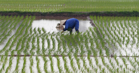 Au Bénin, la préparation de la campagne rizicole prend une tournure décisive après une saison marquée par des pertes importantes surtout dans la commune de Grand-Popo. Face aux aléas climatiques et aux erreurs techniques, les producteurs sont appelés à mieux s’organiser pour réussir la prochaine saison rizicole.