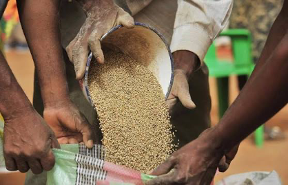 Le Sénégal intensifie ses efforts pour atteindre l’autosuffisance en semences de pommes de terre. Il mise, à cet effet, sur les laboratoires locaux, le soutien aux chercheurs et l’appui technique de la Corée du Sud.