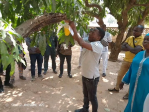 Les mouches des fruits figurent parmi les principaux ravageurs qui menacent la production de mangues au Bénin, occasionnant des pertes importantes pour les arboriculteurs. Pour renforcer les capacités d’encadrement des producteurs face à ce défi phytosanitaire, une formation pratique a été organisée au profit des Chefs Cellules Communales (CCeC) et des Techniciens Spécialisés (TS) en charge de l’arboriculture fruitière dans les Pôles de Développement Agricole (PDA) 2, 3 et 4.