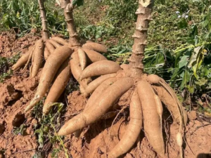 Le ministère de l’Agriculture, de l’Élevage et de la Pêche du Bénin a officiellement homologué sept nouvelles variétés de manioc. Elles seront inscrites au Catalogue béninois des espèces et variétés végétales (CaBEV). Cette décision a été rendue publique via l’arrêté n°016/MAEP/DC/SGM/DPAF/CJ/DPV/SA/014SGG26 du 11 mars 2026, signé par le ministre Gaston Cossi Dossouhoui.