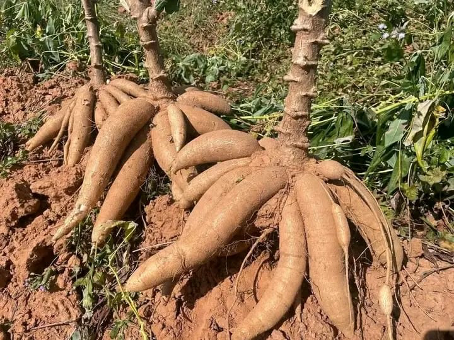 Le ministère de l’Agriculture, de l’Élevage et de la Pêche du Bénin a officiellement homologué sept nouvelles variétés de manioc. Elles seront inscrites au Catalogue béninois des espèces et variétés végétales (CaBEV). Cette décision a été rendue publique via l’arrêté n°016/MAEP/DC/SGM/DPAF/CJ/DPV/SA/014SGG26 du 11 mars 2026, signé par le ministre Gaston Cossi Dossouhoui.