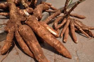 Quatre variétés élites de manioc à haut rendement ont été introduites par la TAAT pour transformer le paysage agricole de Cabinda, en Angola. Chaque variété apporte ses caractéristiques uniques, adaptées aux besoins des producteurs et aux conditions locales.