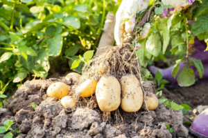 Depuis environ six ans, la culture de la pomme de terre s’impose progressivement comme une alternative agricole rentable au Bénin. De plus en plus de producteurs se lancent dans cette spéculation, soutenus par des projets publics et des formations techniques. Pour la campagne en cours, les projections tablaient sur une production de 1 200 tonnes dans le Nord-Bénin. Qu’en est-il réellement aujourd’hui?