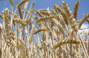 La production mondiale de blé devrait enregistrer une légère baisse en 2026, selon les dernières estimations de l’Organisation des Nations unies pour l’alimentation et l’agriculture (FAO).