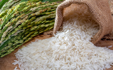 D’après le bulletin du Système d’Information sur les Marchés, les prix du riz local au Bénin ont enregistré une baisse notable en 2025, portée par l’abondance de l’offre.