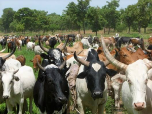 Le Président sénégalais, Bassirou Diomaye Faye, met l’élevage et les productions animales au cœur de sa stratégie de souveraineté alimentaire. Il appelle à leur modernisation, au renforcement des infrastructures, à la formation des acteurs et à l’adoption rapide du projet de loi agrosylvopastorale et halieutique.