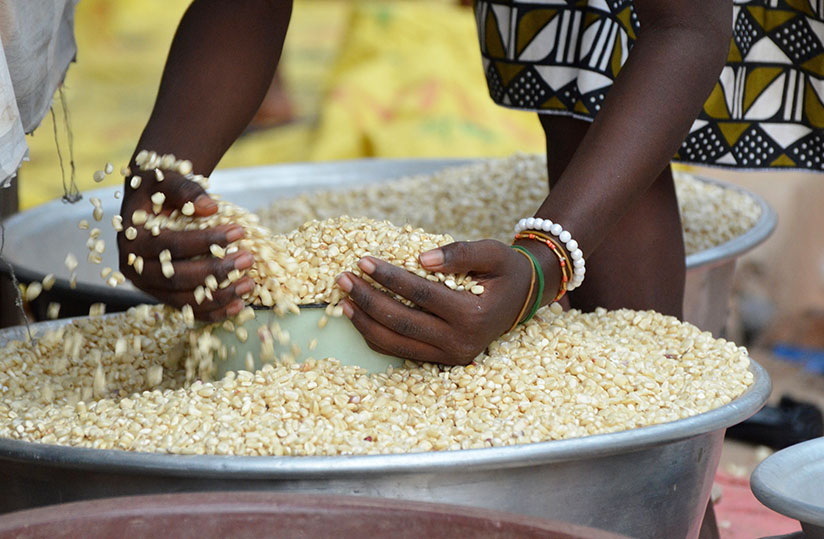 Au Bénin, le marché du maïs a enregistré un recul important en janvier 2026, confirmant une tendance baissière observée depuis plusieurs mois. Selon le Bulletin du système d’information des marchés agricoles appuyé par la FAO, « le prix du kilogramme de maïs s’est établi en moyenne à 153 FCFA en janvier 2026 ». Ce niveau représente « une baisse de 2 % par rapport au mois précédent », traduisant un relâchement progressif des tensions sur les marchés nationaux.