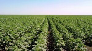 Au Bénin, les réformes agricoles vont bien au-delà des simples décisions politiques