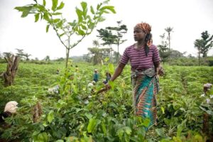 Au Bénin, les femmes rurales peinent à accéder aux crédits agricoles. Procédures lourdes, taux élevés, manque d'accompagnement : leurs témoignages sans détour.
