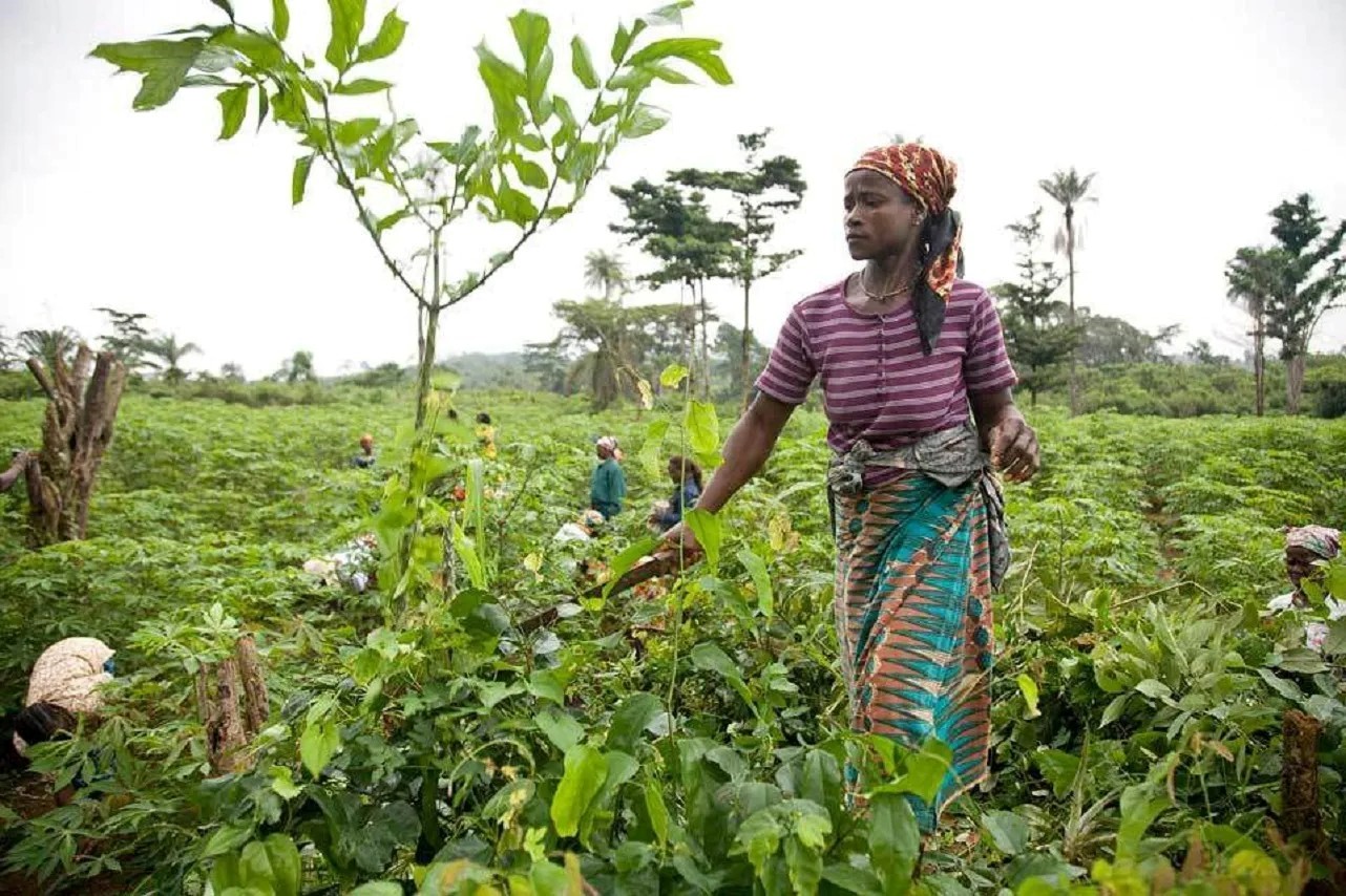 Au Bénin, les femmes rurales peinent à accéder aux crédits agricoles. Procédures lourdes, taux élevés, manque d'accompagnement : leurs témoignages sans détour.