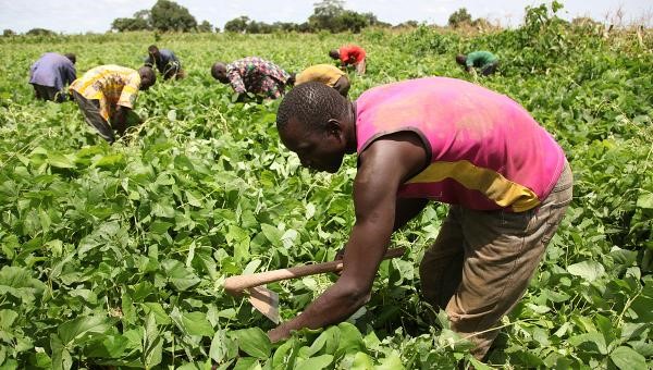 Les programmes d’appui aux jeunes agriculteurs portent des fruits concrets sur le terrain.
