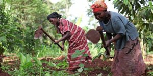 Les femmes productrices du Bénin se préparent activement pour la prochaine campagne agricole : biochar, coopératives, autofinancement… Découvrez leurs stratégies et leurs appels à l'État.
