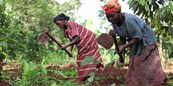 Les femmes productrices du Bénin se préparent activement pour la prochaine campagne agricole : biochar, coopératives, autofinancement… Découvrez leurs stratégies et leurs appels à l'État.