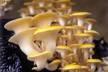 Au Bénin, les champignons comestibles offrent de nombreux avantages nutritionnels et économiques. Pourtant, leur production reste faible. Malgré l’existence de ressources naturelles abondantes et d’un marché potentiel, plusieurs obstacles empêchent le développement d’une véritable filière structurée et rentable.