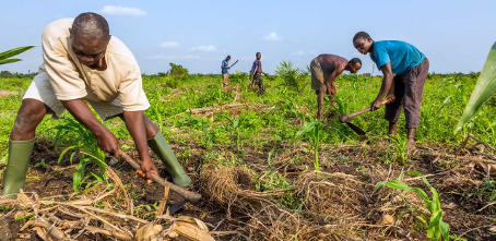 Au Bénin, les sols deviennent de moins en moins productifs. Cette situation affecte directement les producteurs et ralentit la production agricole. Entre pression sur les terres, mauvaises pratiques et changement climatique, la fertilité des sols baisse progressivement, avec des conséquences sur les revenus et la sécurité alimentaire.