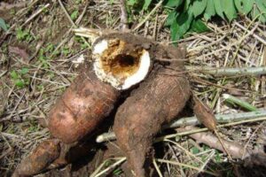 Striure brune du manioc en Afrique : causes, zones à risque et projections climatiques. Découvrez les conclusions d'une étude scientifique publiée en janvier 2026.