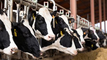 Le Togo lance la validation du plan de gestion de la transhumance 2026-2030 à Lomé. Face aux tensions entre agriculteurs et éleveurs, ce plan de gestion de la transhumance vise à mieux organiser les déplacements du bétail, prévenir les conflits et renforcer la sécurité dans les zones rurales.