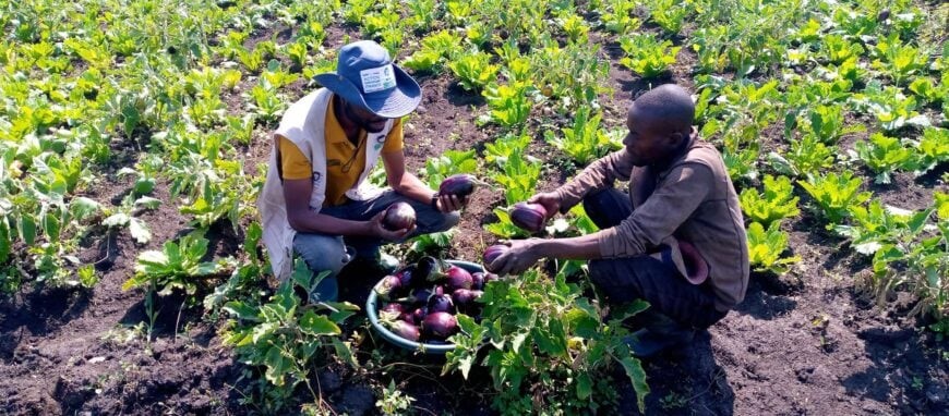 Au Bénin, les politiques semencières ont permis de structurer le secteur agricole et de faciliter l’accès à des semences de qualité